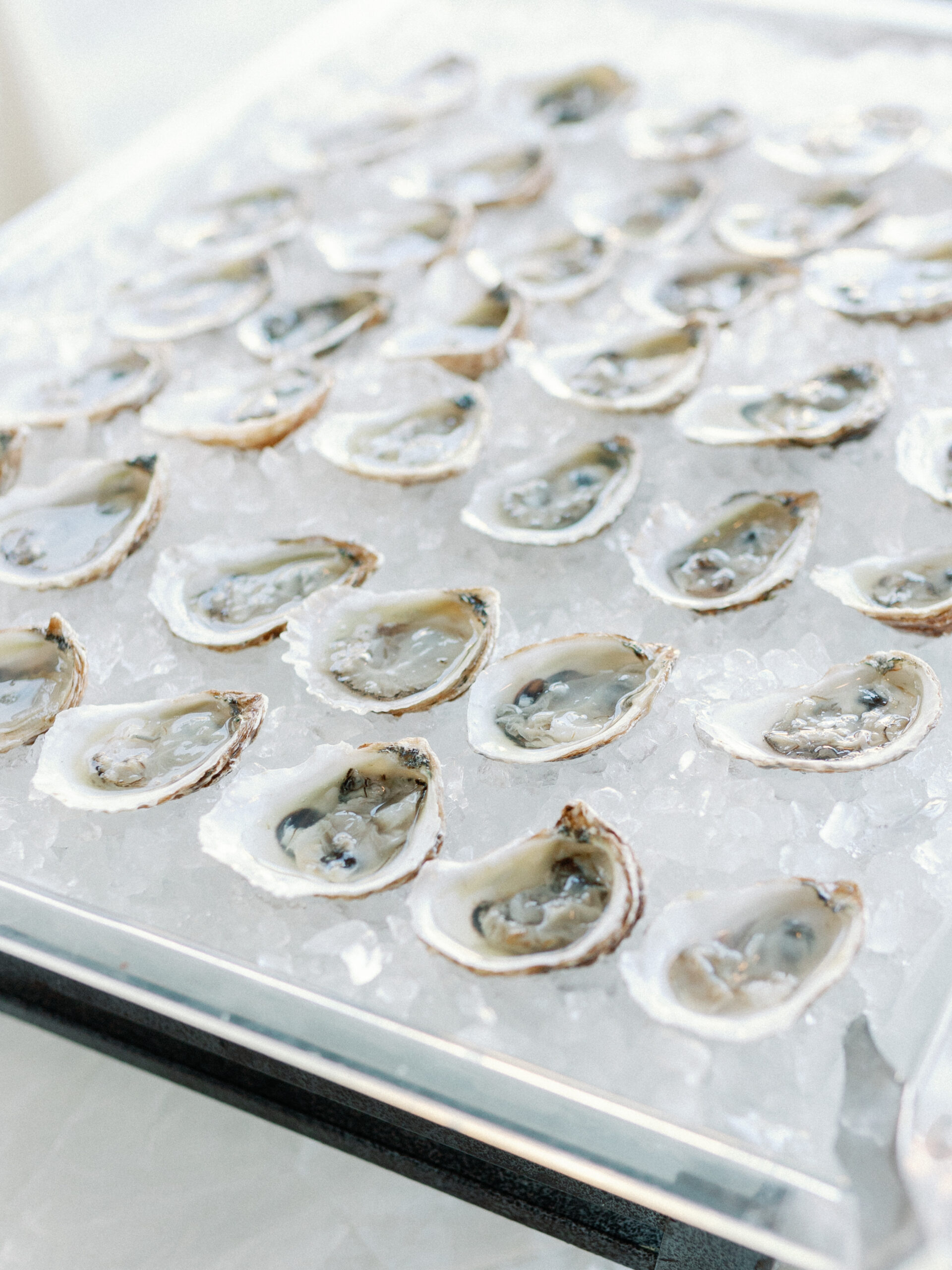 Close up of open oysters on ice 